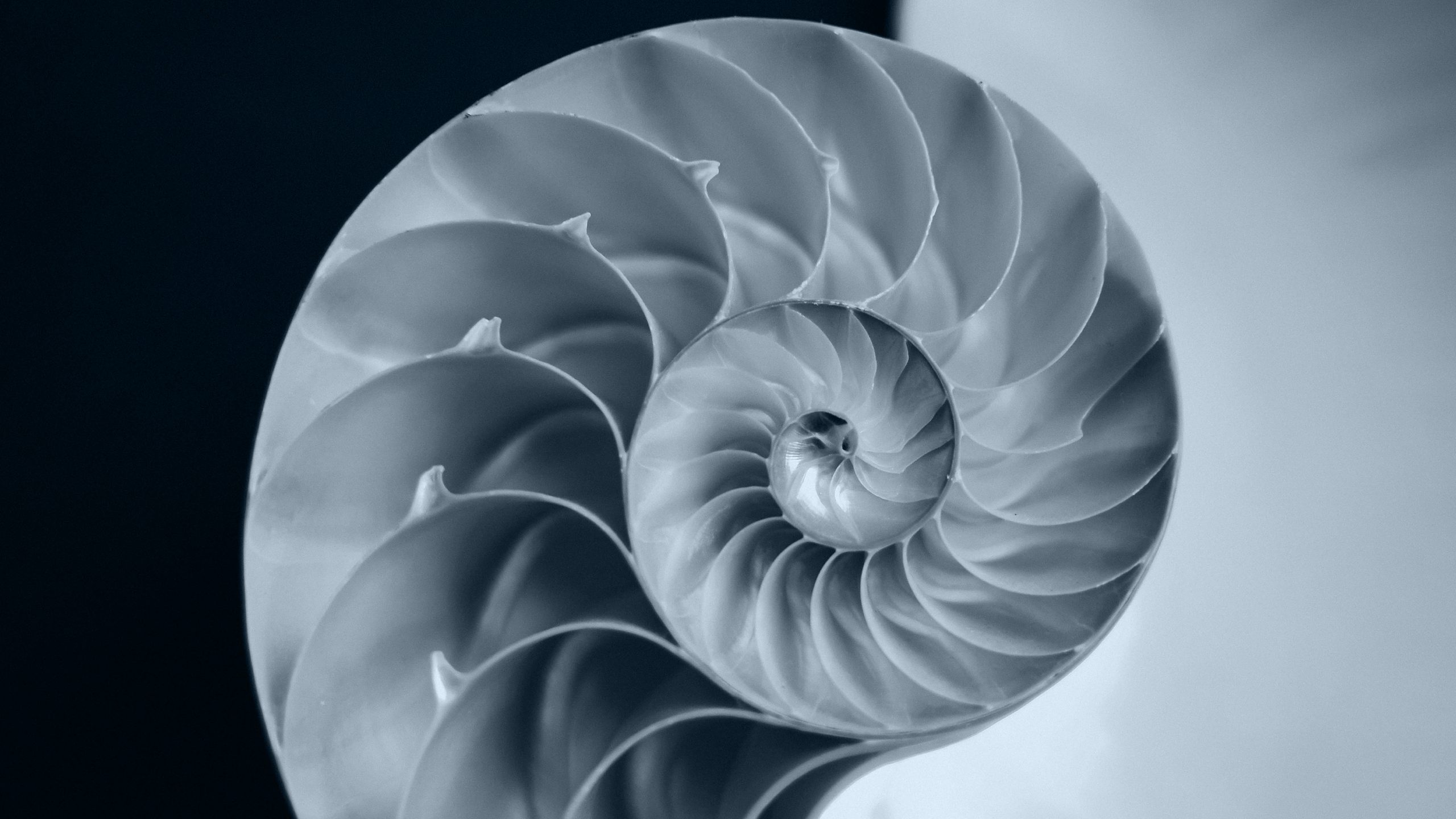Cross-section of a nautilus shell, its chambers following a logarithmic spiral